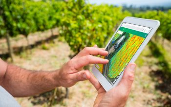 man holding a tablet in a vineyard