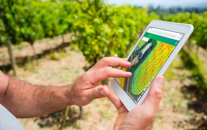 man holding a tablet in a vineyard